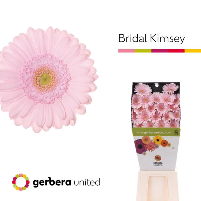 <h4>Germini diamond bridal kimsey</h4>