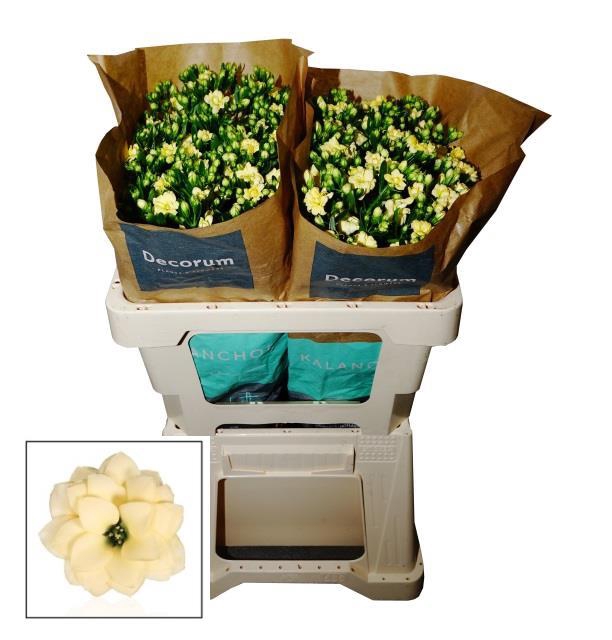 <h4>Kalanchoe diamond cream</h4>