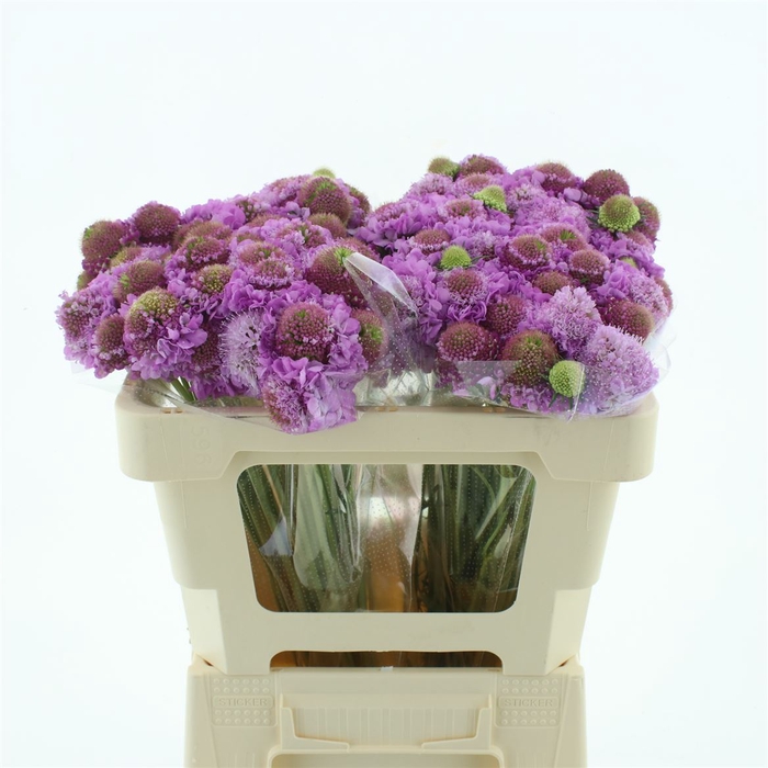 <h4>Scabiosa focal scoop lilac</h4>