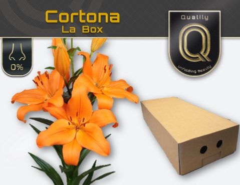 <h4>LI LA CORTONA MAGNUM LA BOX 5+</h4>