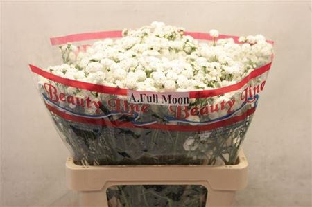 Gouverneur Blumengrosshandel