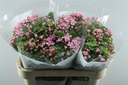 <h4>Bou En Pink Jewel</h4>