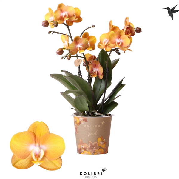 <h4>Kolibri Orchids Phalaenopsis Jewel Las vegas 3spike</h4>
