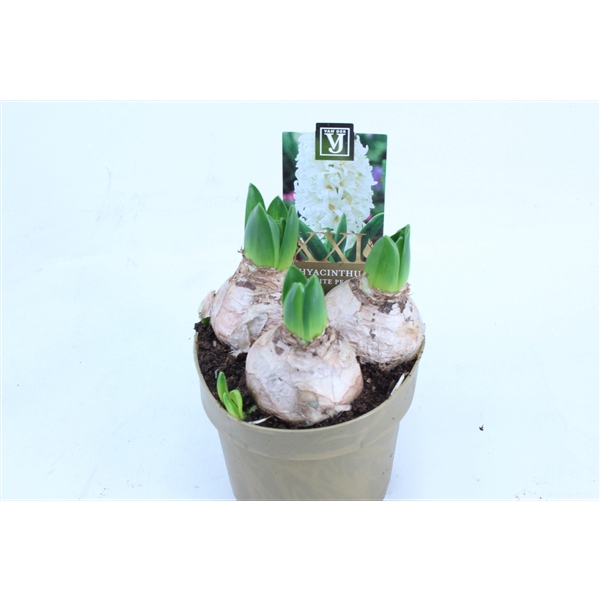 <h4>Hyacinthus'White Pearl' XL</h4>