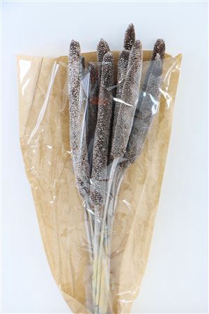 <h4>Dried Babala 10pc Champagne Bunch Slv</h4>