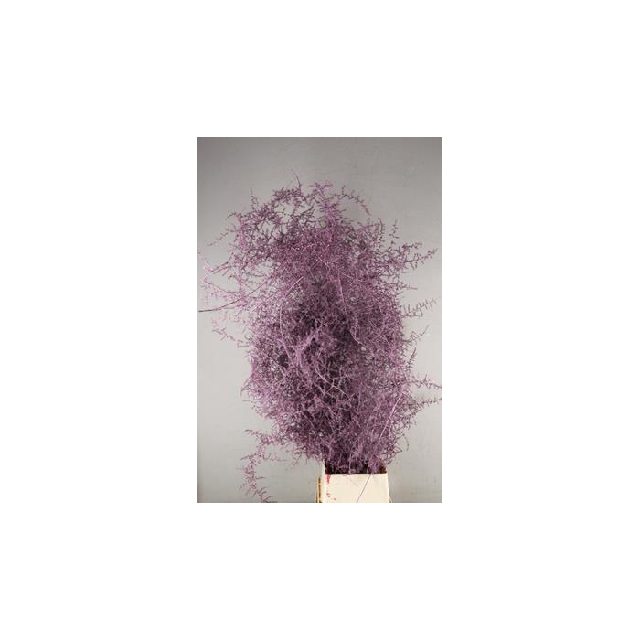 <h4>Asparagus Selv.bs Metal Pink</h4>