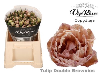 <h4>Tulipa do paint brownies</h4>