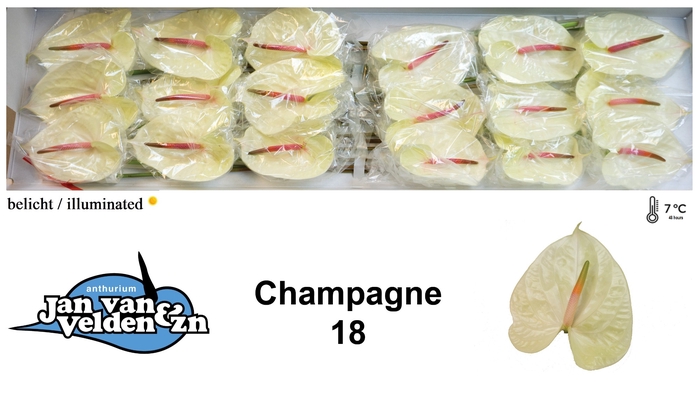 <h4>Champagne 18</h4>