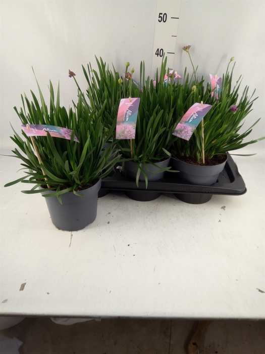 <h4>Allium  'Millenium'</h4>