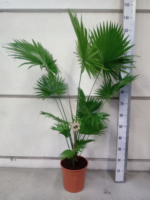 <h4>Livistona Rotundifolia</h4>