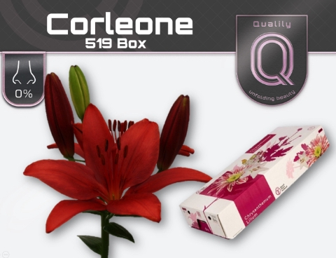 <h4>LI LA CORLEONE 519 BOX 4+</h4>