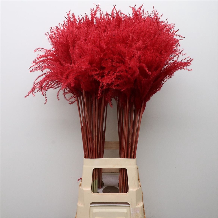 <h4>Dried Stipa Feather Red</h4>