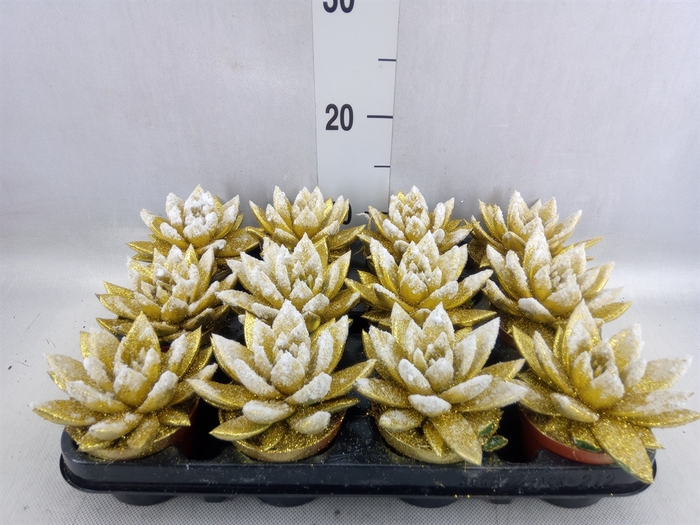 <h4>Echeveria  'Miranda'</h4>