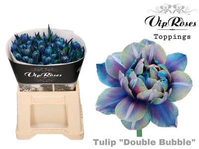 <h4>Tulipa do paint double bubble</h4>