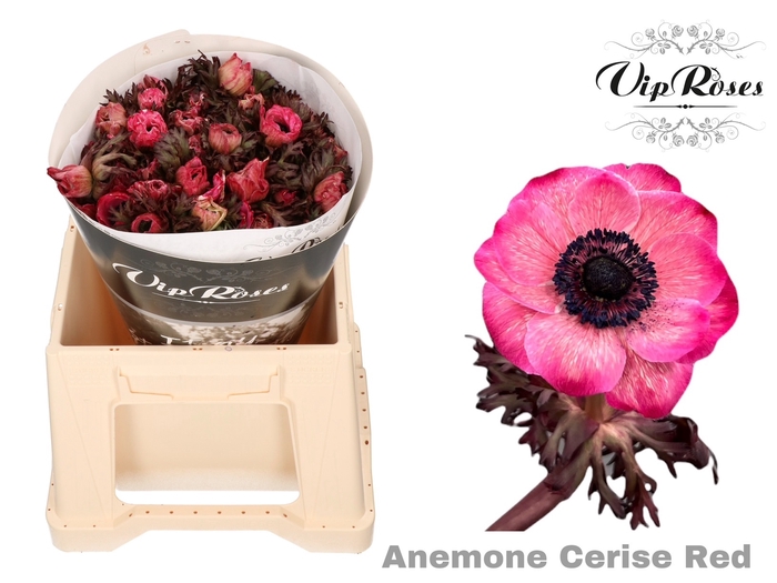 <h4>Anemone paint cerise-red</h4>
