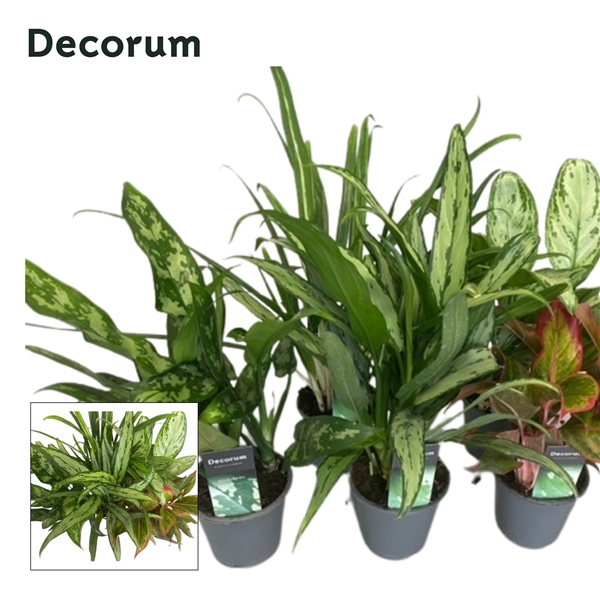<h4>Aglaonema mix</h4>