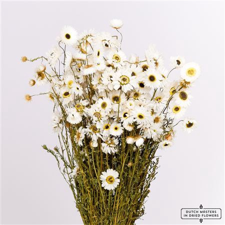<h4>Dried Acroclinium White Bunch</h4>