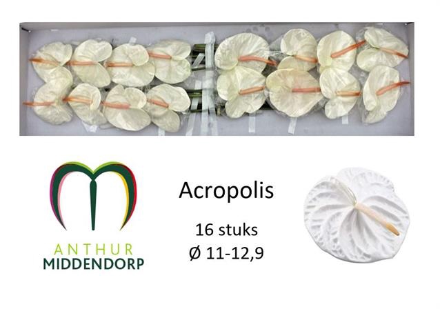 <h4>Anthurium acropolis</h4>