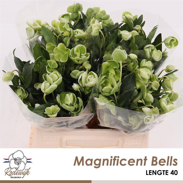 <h4>Helleborus magnificent bells</h4>