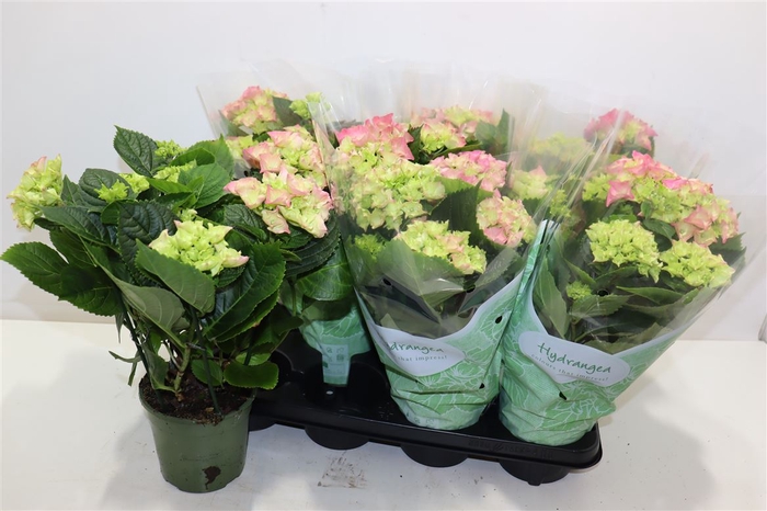 <h4>Hydr M Early Rosa</h4>