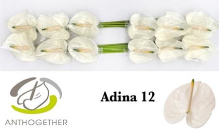Anth A Adina 12