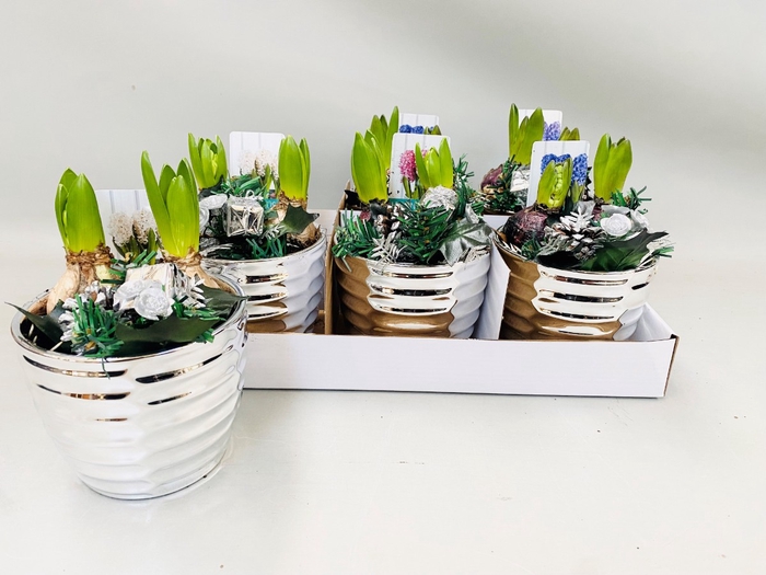 <h4>ARR HYACINTH</h4>
