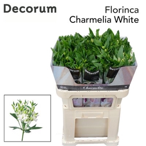 Alstroemeria fl charmelia white