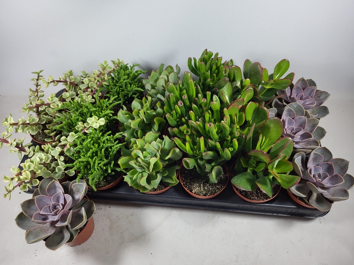 <h4>SUCC GEM 6 SRT</h4>