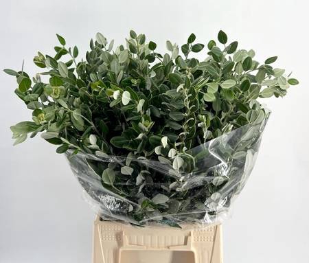 <h4>Leaf pittosporum ralphy</h4>