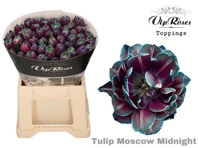 <h4>Tulipa do paint moscow midnight</h4>