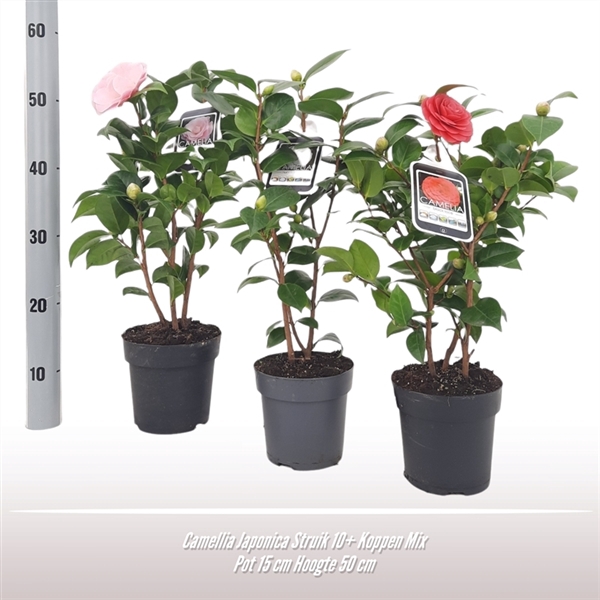 <h4>Camellia japonica struik</h4>
