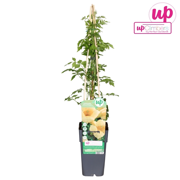 <h4>Campsis radicans Flava (geënt) P15</h4>