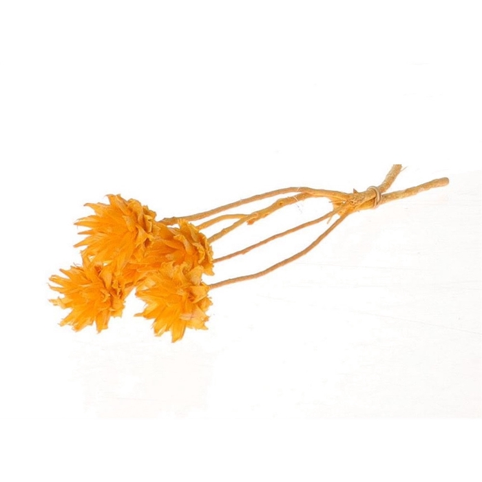 <h4>Droogbloem Plumosum 45cm x5</h4>