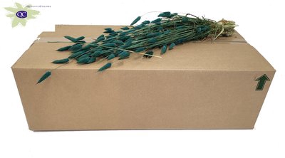 <h4>Lagurus per bunch turquoise</h4>