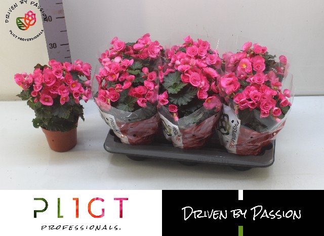 <h4>BEG HL ADONIA PINK</h4>