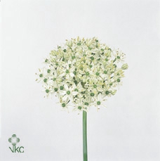 <h4>Allium nigrum</h4>