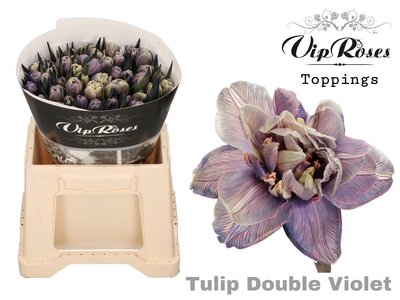 <h4>Tulipa do paint double violet</h4>