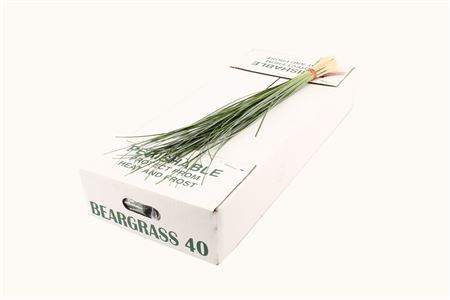 <h4>Beargrass</h4>