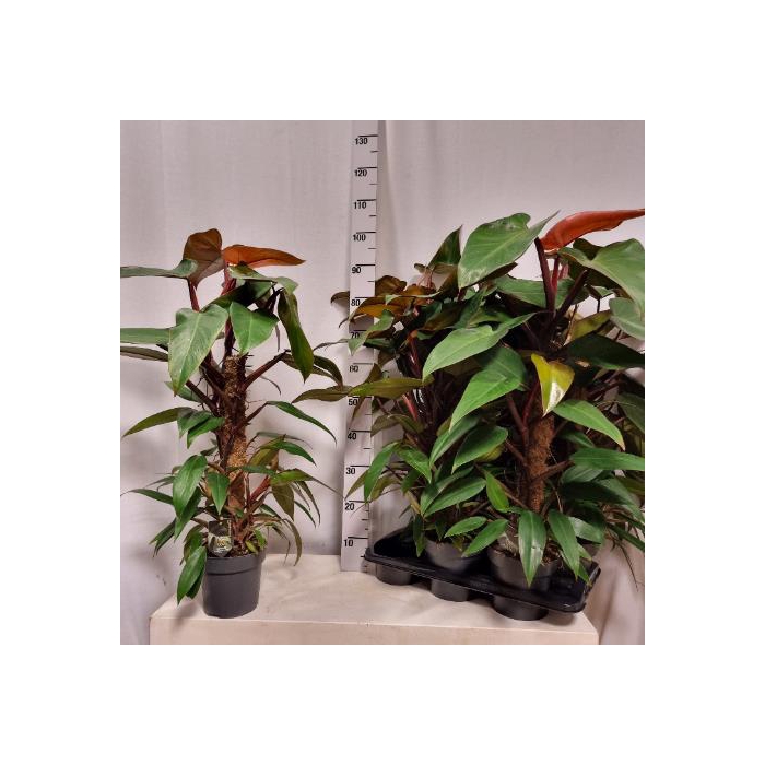 <h4>Philodendron Mandaianum 17Ø 85cm</h4>