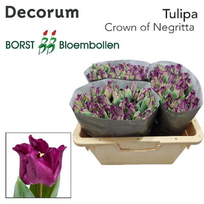 <h4>Tulipa co crown of negrita</h4>