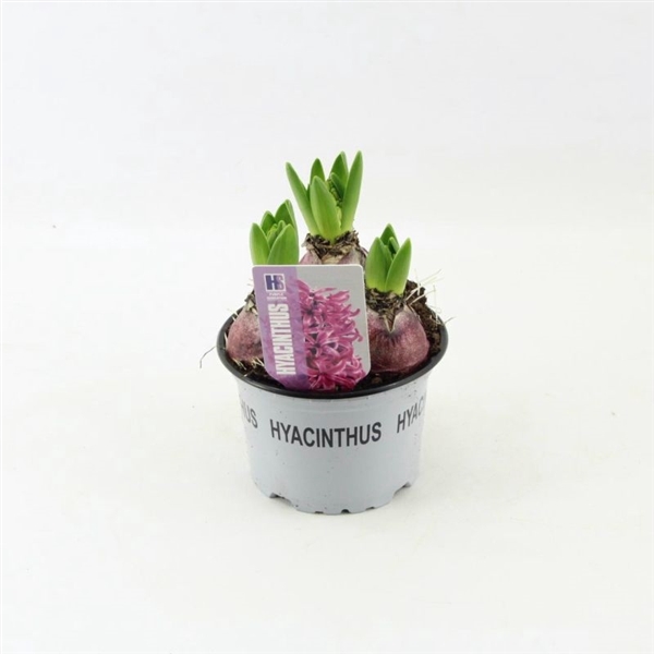 <h4>Hyacinthus Purple Sensation</h4>