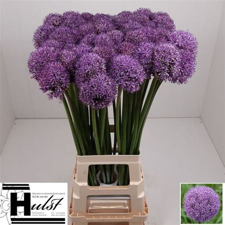 <h4>Allium Gladiator</h4>