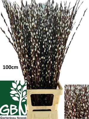 <h4>Salix pussy willow</h4>