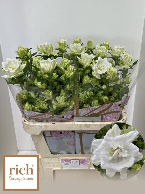 <h4>Campanula mont blanc</h4>
