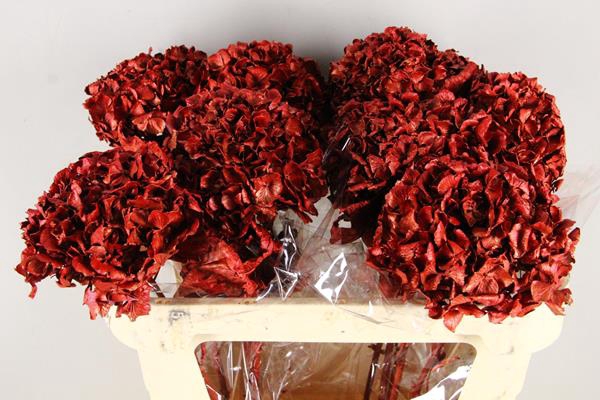 <h4>Df Hydrangea Red</h4>