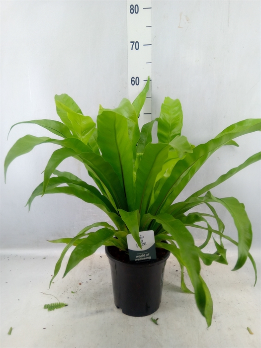 <h4>Asplenium Antiquum</h4>