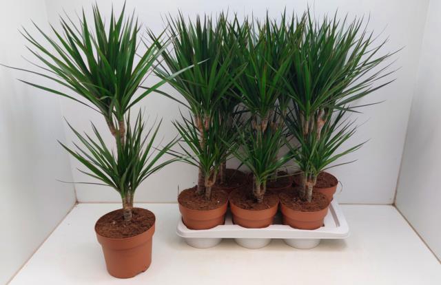 <h4>DRA MARGINATA</h4>