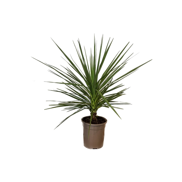 <h4>Cordyline indivisa</h4>
