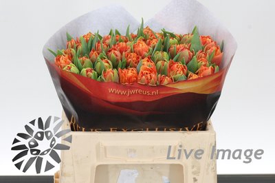 <h4>Tulipa do valdivia</h4>
