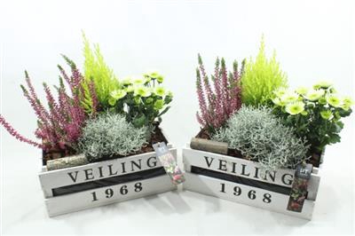 <h4>3598 WIT VEILINGKIST BT</h4>